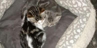 These Boys will be 7 months end of Jan2022.  Need a home together.  Russian Blue/American S.H
