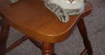 Loving Kitty needing a Home w/o  Older male or dom cats. - Sad cat