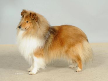 WDS-23 VBIS VEUW-23 VWW-23 C.I.B. FI UCH SE V-16 SE&DK&NO UCH Lundecock's Sticky Fingers (C.I.B. FI