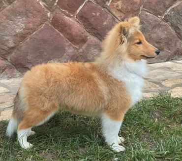 Fluffy Shetland Sheepdog puppy standing on grass by a stone wall.