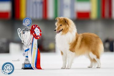 A Shetland Sheepdog stands proudly beside its European Dog Show trophy and ribbon.