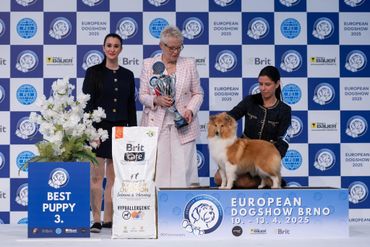 Collie wins 3rd Best Puppy at European Dogshow Brno 2025.