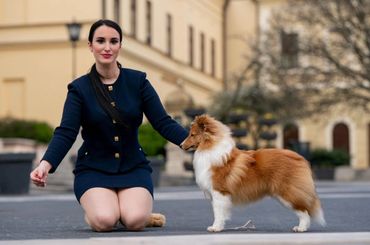A woman kneels beside a Shetland Sheepdog on a city street.