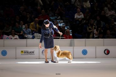 Woman presenting a Shetland Sheepdog at a dog show under spotlight.