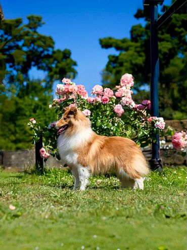 A Shetland Sheepdog stands gracefully in a garden with blooming pink roses.