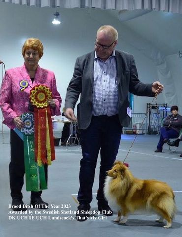 Brood Bitch Of The Year 2023
Awarded by the Swedish Shetland Sheepdog Club
DK UCH SE UCH Lundecock'