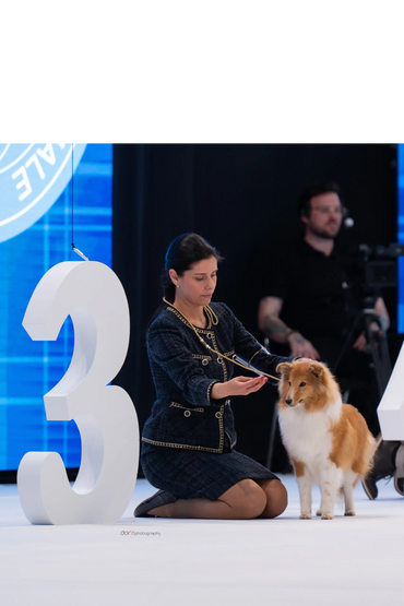 Woman kneels presenting a Shetland Sheepdog at a dog show next to a large number 3.