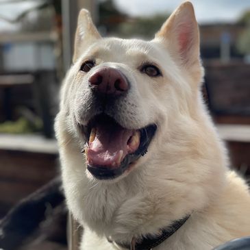 White shepherd dog