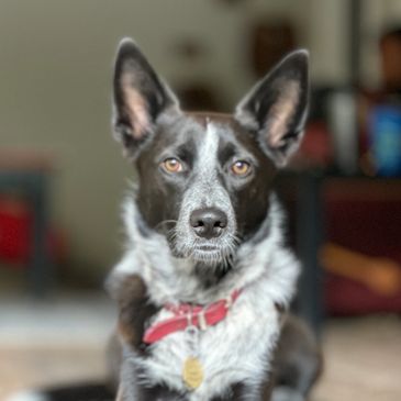 Black and white dog