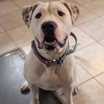 A white dog with a purple collar sitting on a tiled floor.