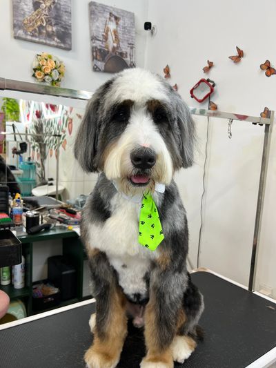 Cute dog wearing a green tie, sitting on a grooming table.