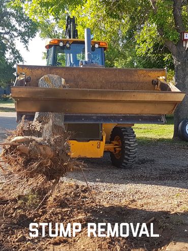 stump removal tree removal demolition land clearing 