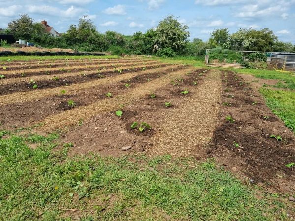 A freshly planted garden with rows of young seedlings under a blue sky.