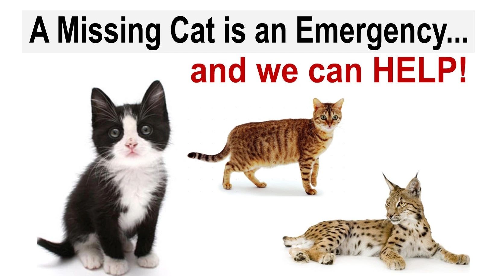 A message highlighting the urgency of missing cats with images of three different cats.