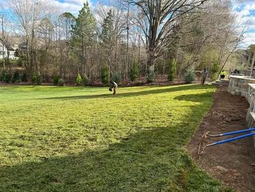 Workers laying sod in a large backyard with trees in the background.