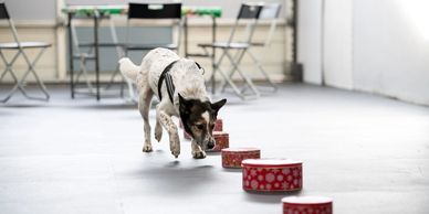 Dog sniffing a line of red bowls on the floor indoors.