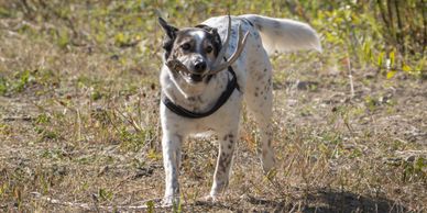 Dog holding a stick in its mouth outdoors.