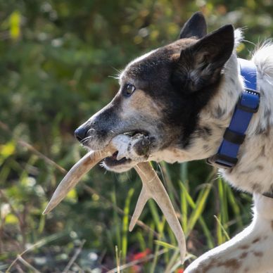 Dog holding deer antlers in its mouth outdoors.