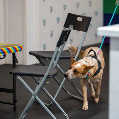 A dog on a leash sniffing near a folding chair indoors.