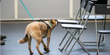 A dog on a leash sniffs a chair in a room.