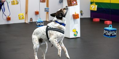 A dog jumps to catch hanging Mario-themed blocks indoors.