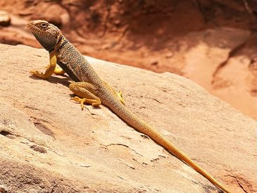 Capitol Reef National Park, Lizard