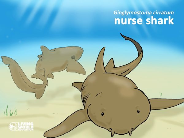 nurse shark barbels sense organs detect prey sensitive sharks