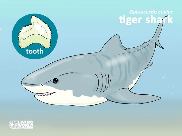 tiger shark tooth