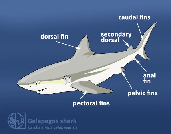 shark classification taxonomy physical features sharks fins