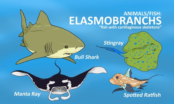 shark classification taxonomy physical features sharks elasmobranchs