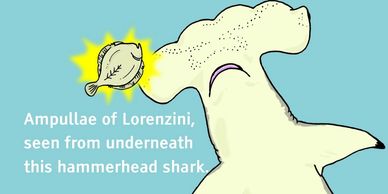 shark senses sense organs biology ampullae of lorenzini electroreception hammerhead underside