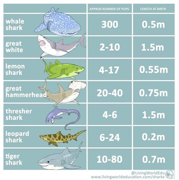 shark reproduction size of pups length number of young sharks biology