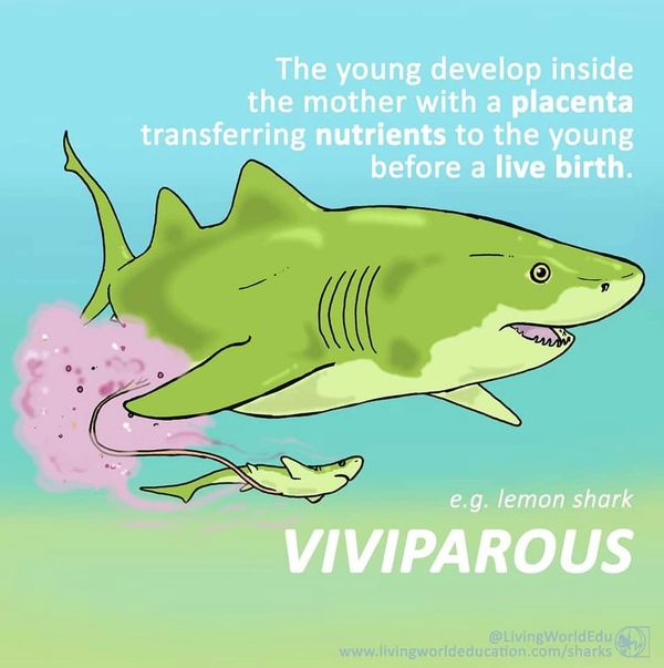 sharks reproduction live birth pups viviparous lemon shark