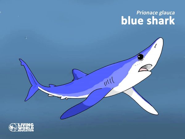 countershading blue shark biology adaptations markings
