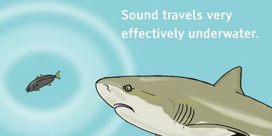shark senses sense organs biology Caribbean reef shark hearing vibrations sounds noise