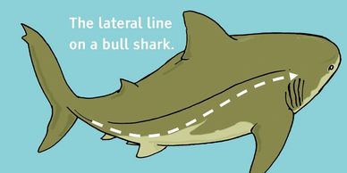 shark senses sense organs biology bull shark lateral line vibrations