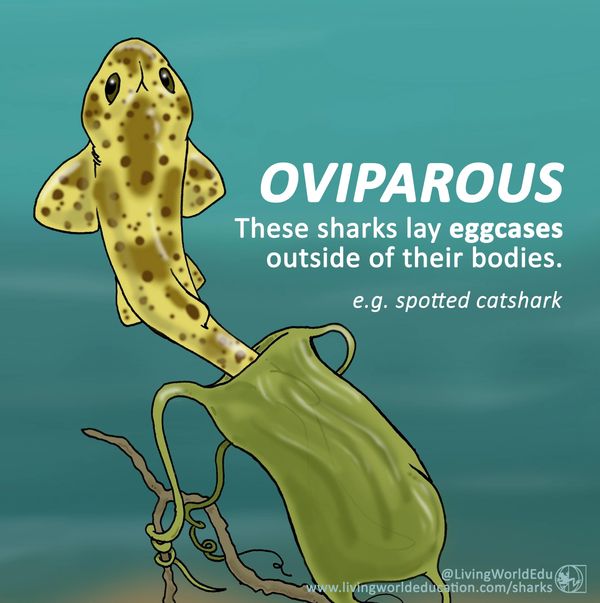 Oviparous egg case spotted catshark sharks reproduction