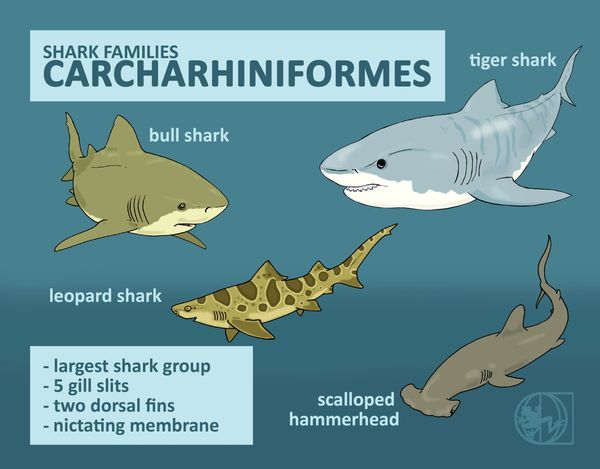 carcharhiniformes shark classification taxonomy physical features sharks