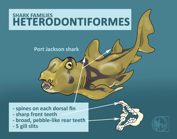 shark classification taxonomy physical features sharks heterodontiformes