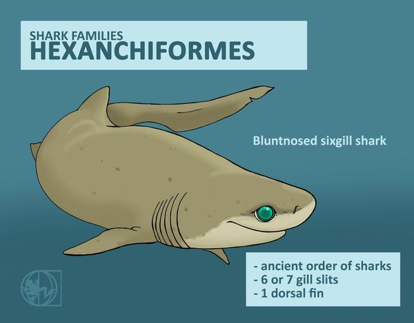 shark classification taxonomy physical features sharks hexanchiformes