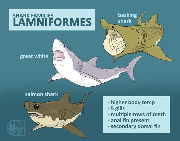 shark classification taxonomy physical features sharks lamniformes