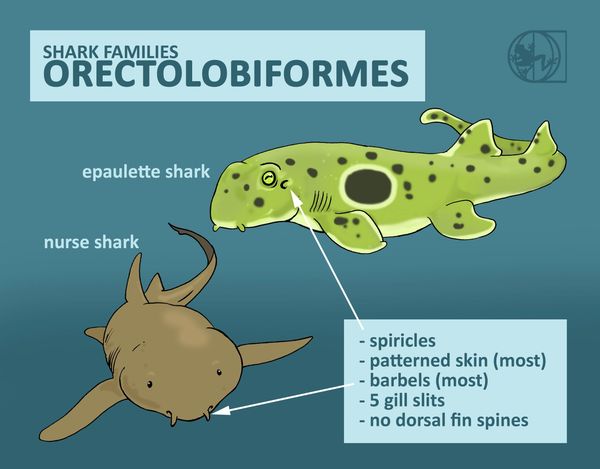 shark classification taxonomy physical features sharks orectolobiformes