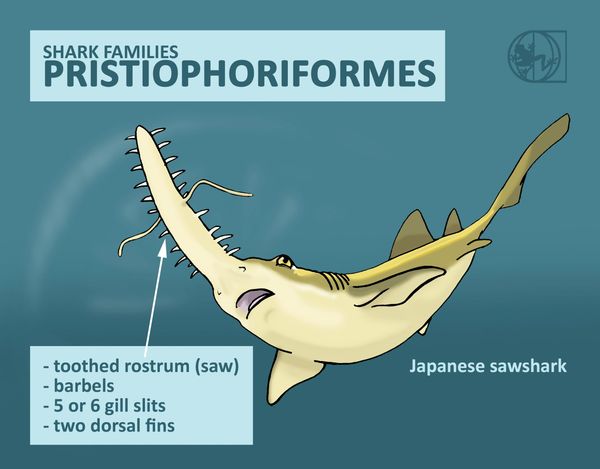 shark classification taxonomy physical features sharks pristophoriformes saw shark