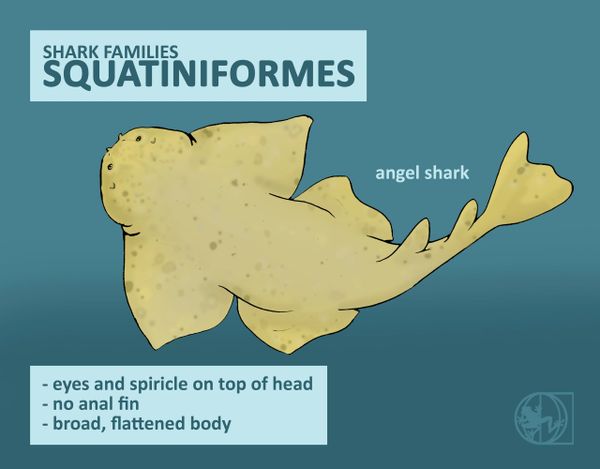 shark classification taxonomy physical features sharks squatiniformes
