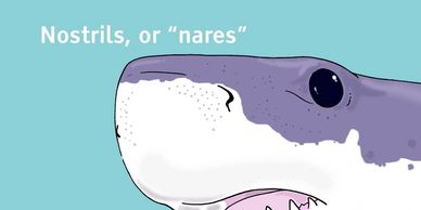 shark senses sense organs biology great white shark nares nostrils smell chemoreception