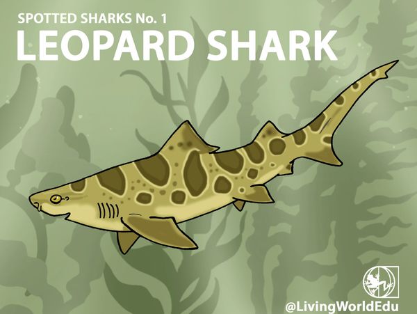 shark camouflage leopard shark kelp habitat adaptation