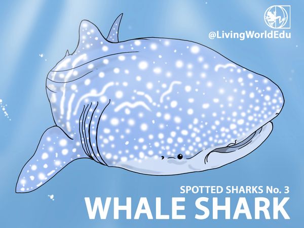 whale shar markings patterns biology adaptations