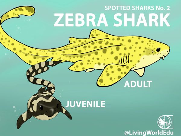 zebra shark juvenile adult colouration coloration pup markings