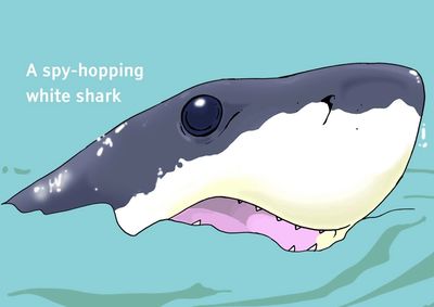 shark senses sense organs biology  great white spy-hopping vision sight