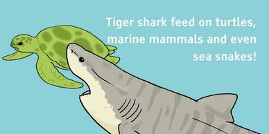 shark senses sense organs biology tiger shark taste
